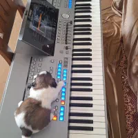 یاماها تایروس5