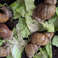 فروش حلزون(قیمت مناسب)|خزنده|بروجرد, |دیوار