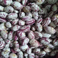 لوبیا‌چیتی