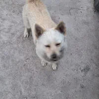 فروشی  نر  دو ساله  اشپیتز