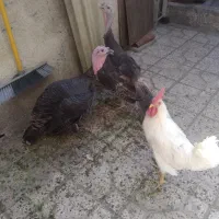 پرنده