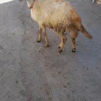 میش و بره بره قوچ افشار