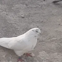 کبوتر اخمو پرش سنگین|پرنده|سرخنکلاته, |دیوار