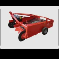 سیب کن دوردیفه سبز دشت