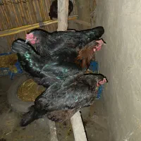 مرغ محلی وخروس لاری|حیوانات مزرعه|مزرعه کتول, |دیوار