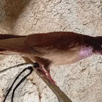 کفتر زاغ وقرمز
