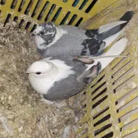 فروش تعدادی کبوتر|پرنده|هندیجان, |دیوار