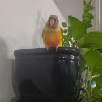 طوطی .گمشده.