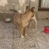 پاکوتاه ماده  معاوضه با طوطی و ماهی