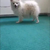 پامرانین خرسی عروسکی