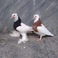 کبوتر طوقی جوجه فروشی|پرنده|بابل, |دیوار