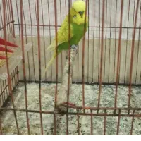 جفت مرغ عشق