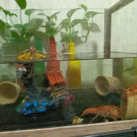 لابستر|خزنده|اصفهان, بهارستان|دیوار