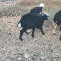 دوتا گوسفند عوسی اصلی نر|حیوانات مزرعه|خرمشهر, |دیوار