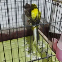 3 عدد قناری|پرنده|قرچک, باقرآباد|دیوار