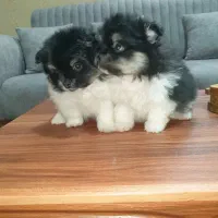 پامر پامر ین|سگ|احمدآبادمستوفی, |دیوار