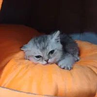 گربه