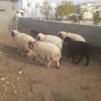 بره چاق باب قصابی|حیوانات مزرعه|سرپل ذهاب, |دیوار