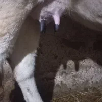 گاو شیری هلشتان|حیوانات مزرعه|اردبیل, |دیوار