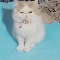 پرشین