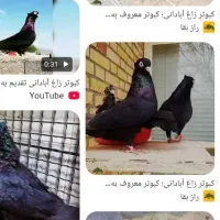 گمشده کبوتر زاغ