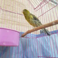 قناری مست مست