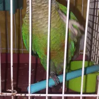 طوطی گیرینچیک دستی