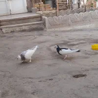 کفتر|پرنده|قم, نیروگاه|دیوار