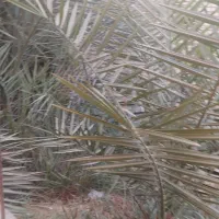 نخل برحی