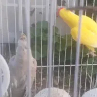 طوطی برزیلی وعروس هلندی باقفس