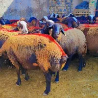 45 میش افشار آبستن جوان معاوضه با ماشین سواری|حیوانات مزرعه|رضویه, |دیوار