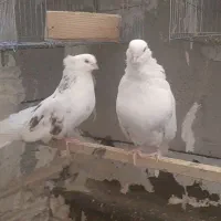 کبوتر نوک ریز نر وماده