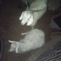 فروش بز محلی برای داشت.