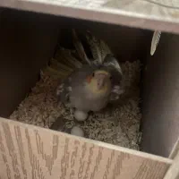 جفت عروس هلندی