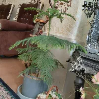 فروش گل طبیعی
