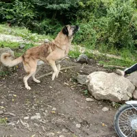 سگ سراب زات قدیم|سگ|تالش, جوکندان|دیوار