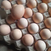 تخم مرغ محلی