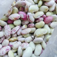 لوبیا چیتی دون شده