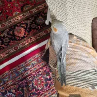 فروش فوری عروس هلندی ماده|پرنده|تهران, توحید|دیوار