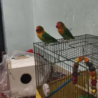 فروش یک جفت  طوطی برزیلی و قناری