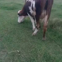 گاو مونت|حیوانات مزرعه|سنگر, |دیوار