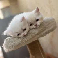 بریتیش پرشین با وسایل
