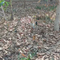 تعداد 3عدد خروس|حیوانات مزرعه|طرقبه, |دیوار