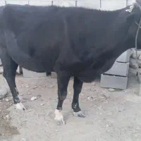 گاو هیکلی خارجی شیری فروش فوری