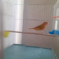 قناری ماده  سوخته دارچینی اماده  و کاملا سلامت|پرنده|تهران, نصرت|دیوار