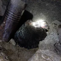 بوقلمون کرچ