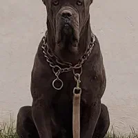 کنکورسو ماده|سگ|چهارباغ, |دیوار