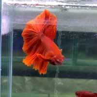 فایترباز (مرجع اصلی ماهی فایتر)تک و عمده|ماهی|تهران, بلورسازی|دیوار