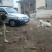 گله ای تمام عیار