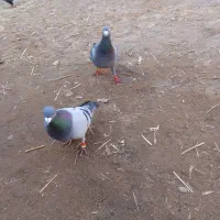 کبوتر|پرنده|تربت‌حیدریه, باغ سلطانی|دیوار